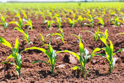 Corn fields sprouts in rows in California agriculture plantation USA