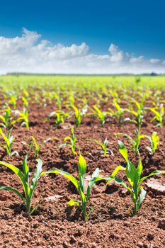 Corn fields sprouts in rows in California agriculture plantation USA