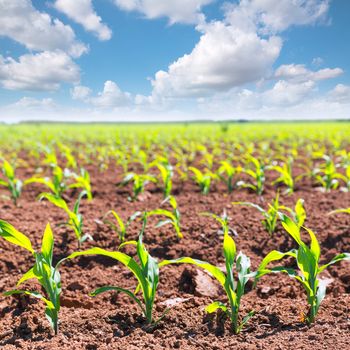 Corn fields sprouts in rows in California agriculture plantation USA