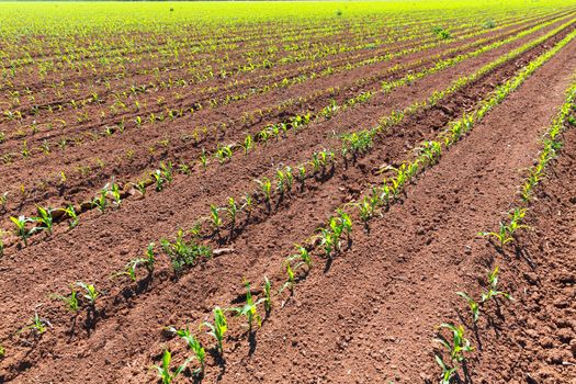 Corn fields sprouts in rows in California agriculture plantation USA