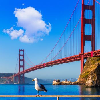 San Francisco Golden Gate Bridge seagull California USA