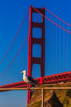 San Francisco Golden Gate Bridge seagull California USA