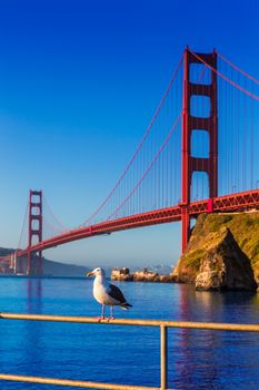 San Francisco Golden Gate Bridge seagull California USA