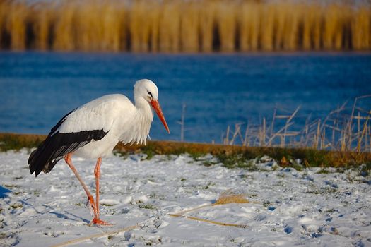 Stork in the snow, staying for winter