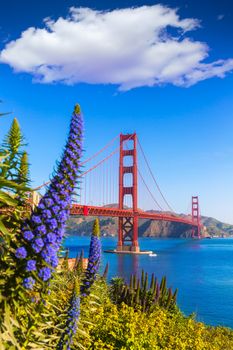 Golden Gate Bridge San Francisco purple flowers Echium candicans in California