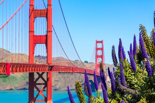 Golden Gate Bridge San Francisco purple flowers Echium candicans in California