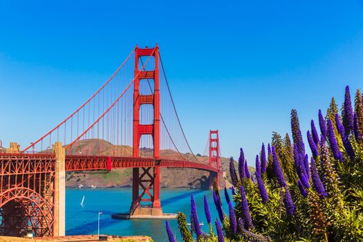 Golden Gate Bridge San Francisco purple flowers Echium candicans in California