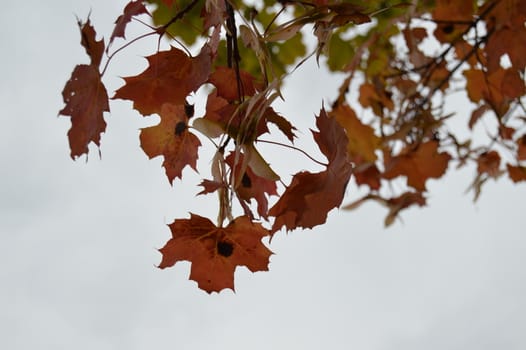 Autumn leaf