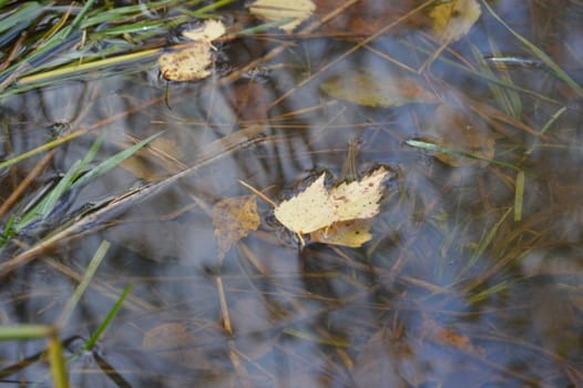 Autumn leaf in water pond