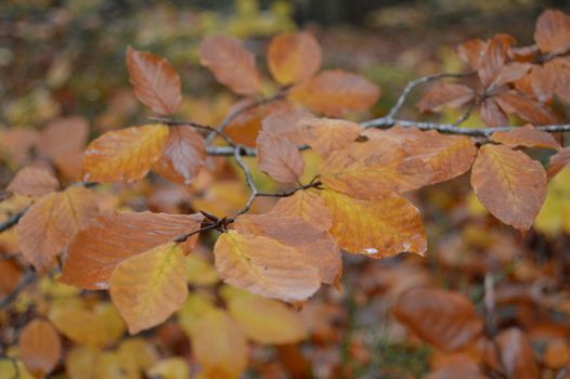 Autumn leaf