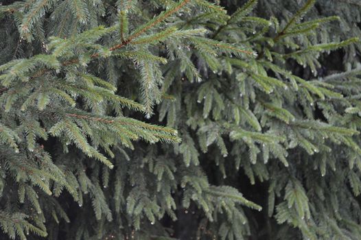 Norwegian spruce