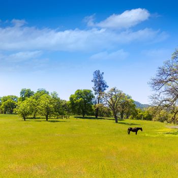 Dark horse in California meadows grasslands USA