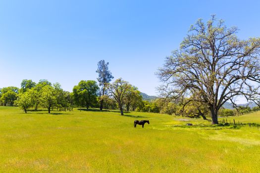 Dark horse in California meadows grasslands USA