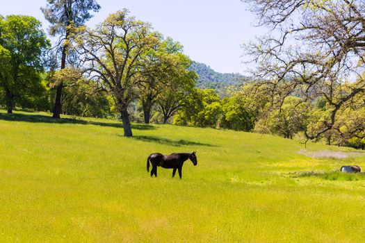 Dark horse in California meadows grasslands USA