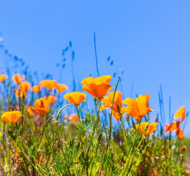 Poppies poppy flowers in orange at California spring fields USA