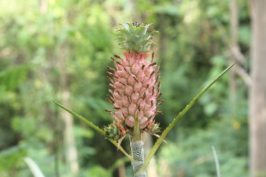 Pineapple fruit and plant growing