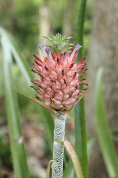 Pineapple fruit and plant growing