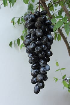 Bunch of black grape hanging on tree