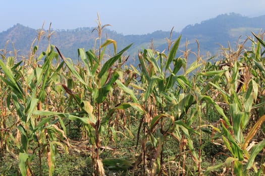 Field corn with blue sky