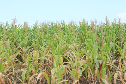 Corn field with blue sky