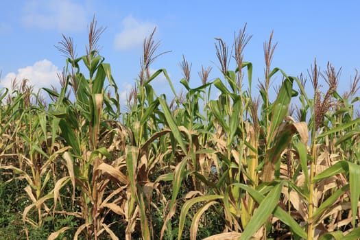 Field corn with blue sky