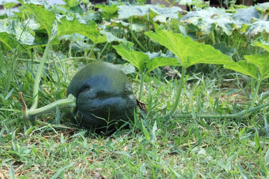 Pumpkin growing in vegetable garden