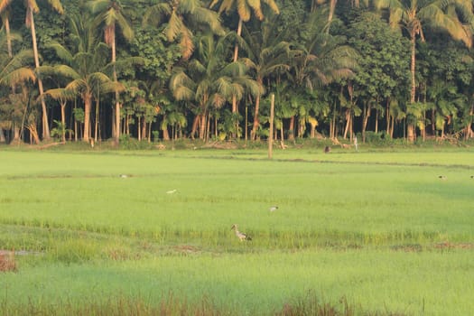 Open-billed stork, Asian openbill ( Anastomus oscitans) in rice field in Thailand