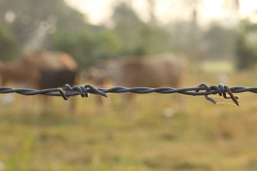 Close-up barbed wire, selective focus