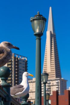 San Francisco seagull at Pier 7 and downtown in California USA