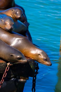 San Francisco Pier 39 lighthouse and seals at California USA