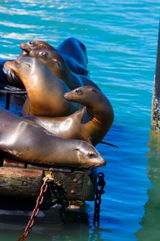 San Francisco Pier 39 lighthouse and seals at California USA