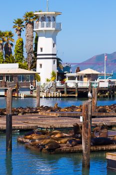 San Francisco Pier 39 lighthouse and seals at California USA