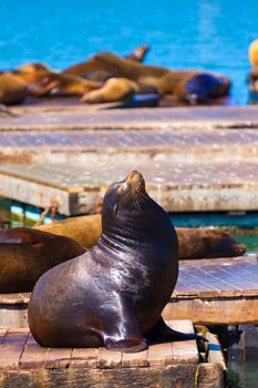 San Francisco Pier 39 lighthouse and seals at California USA