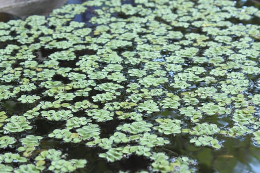 Green duckweed on water