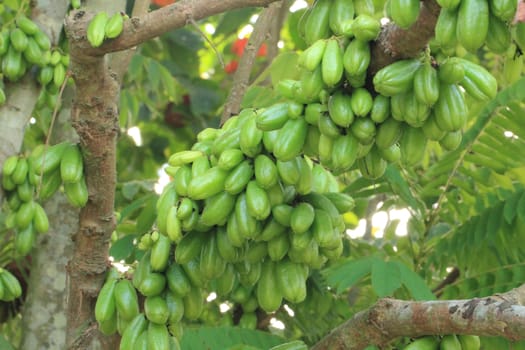 Bilimbi (Averhoa bilimbi Linn.) or cucumber fruits on tree