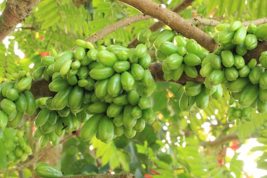 Bilimbi (Averhoa bilimbi Linn.) or cucumber fruits on tree