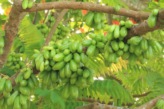 Bilimbi (Averhoa bilimbi Linn.) or cucumber fruits on tree