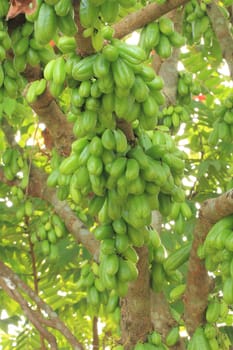 Bilimbi (Averhoa bilimbi Linn.) or cucumber fruits on tree