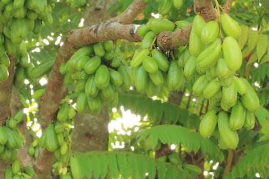 Bilimbi (Averhoa bilimbi Linn.) or cucumber fruits on tree