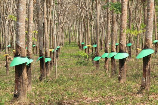 Rubber with umbrella planting in rows for agriculture