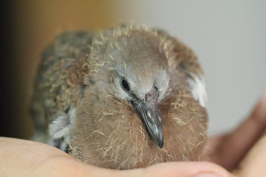 Spotted dove sitting in hand