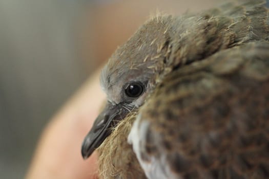 Spotted dove sitting in hand