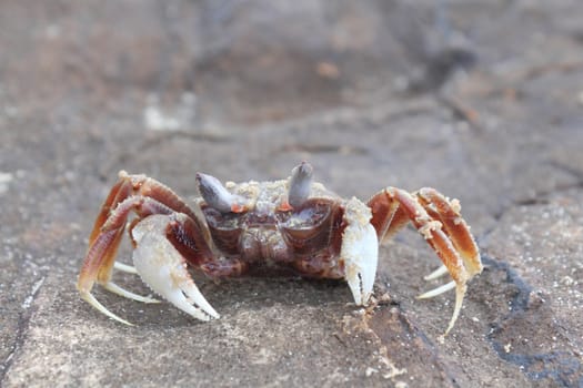 Ghost crab (Ocypode spp.) on coastal rocks