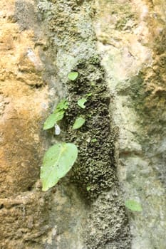 Green plant growth on rock of hill in nature