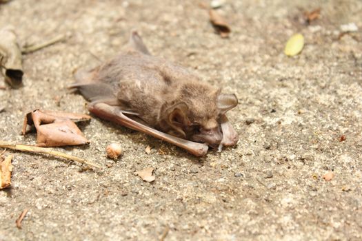 Close-up of a dead little brown bat and ants are eating it