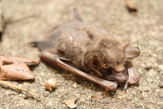 Close-up of a dead little brown bat and ants are eating it