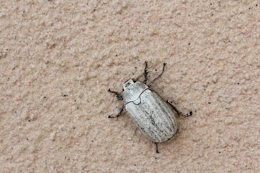 Close up female beetle on the wall