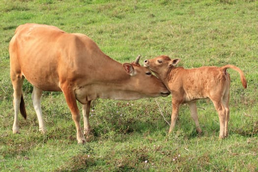 Cow tenderly licking her young calf