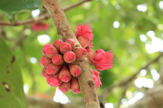 Malay apple, Malay rose apple flower