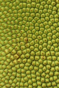 Texture of jackfruit